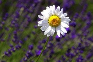 daisy-in-a-field-of-lavender