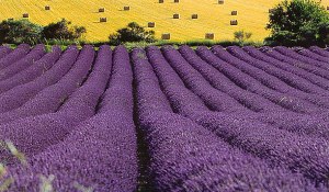 lavender_fields